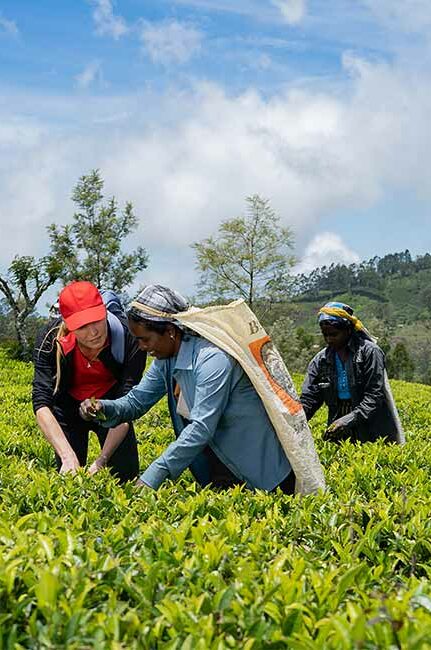 The Sri Lankan tea plucking community harvests tea along the hiking route of The Pekoe Trail.