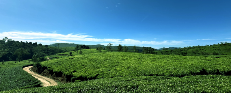 Scenic view of green tea plantations along the Pekoe Trail route in Sri Lanka